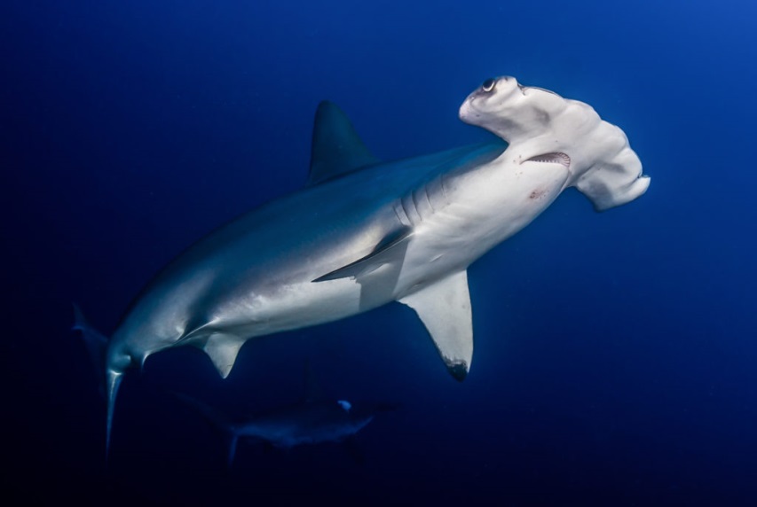 Scalloped hammerhead shark in Sudan by Andromeda