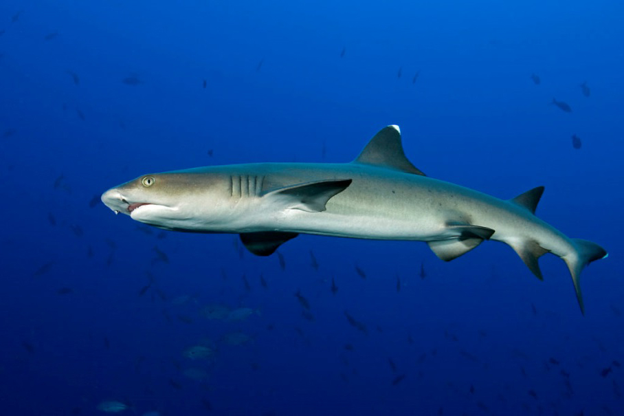 White-tip reef shark in Sudan by Andromeda