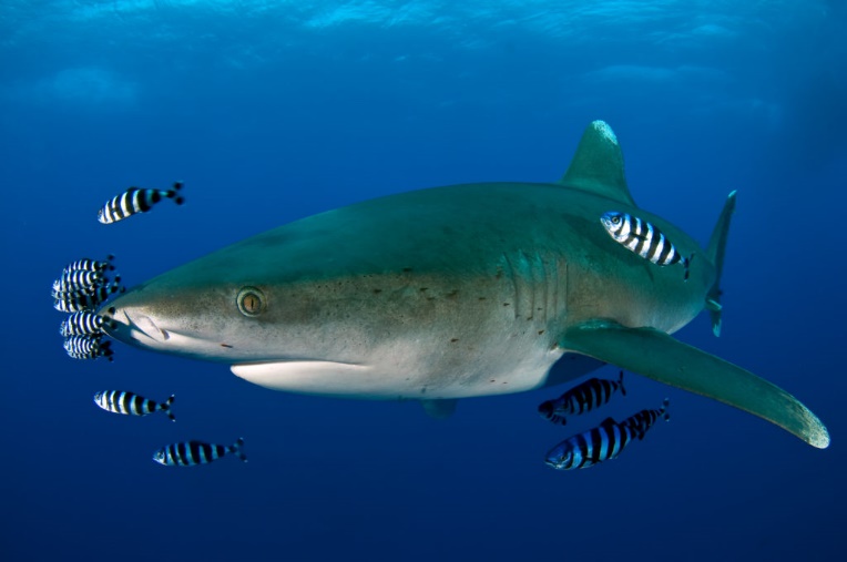 Oceanic white-tip shark in Sudan by Andromeda
