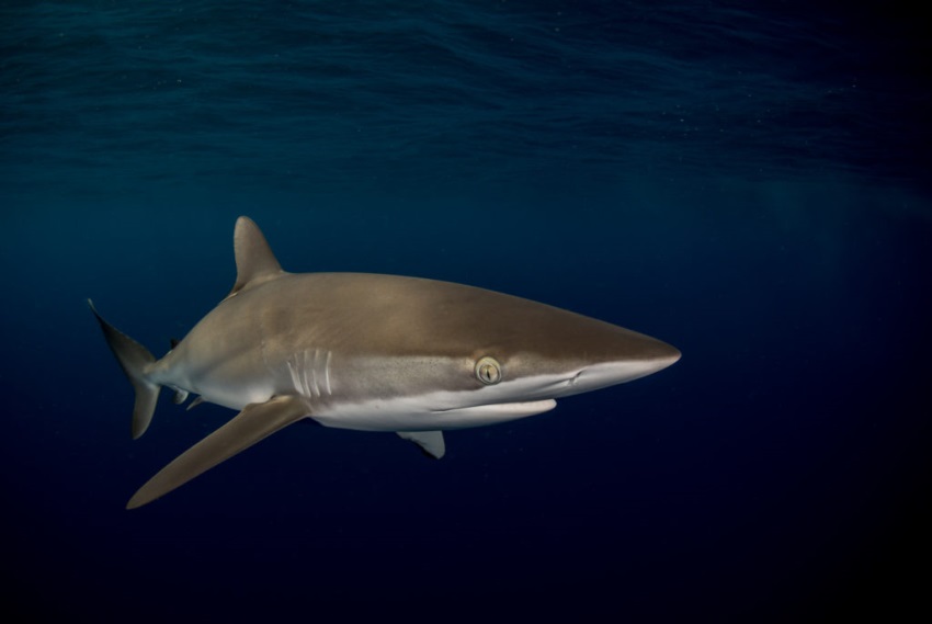 Silky shark in Sudan by Andromeda