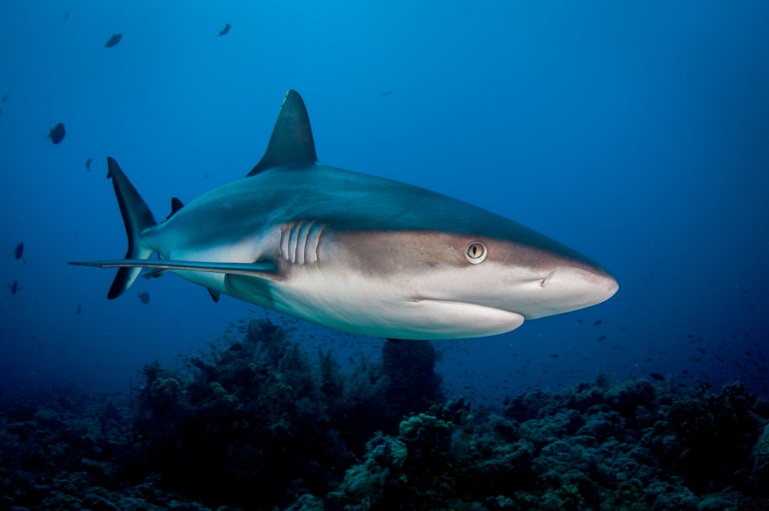Grey reef shark in Sudan by Andromeda